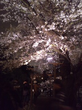 The different charms of cherry blossoms during the day and at night!!