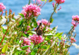 I saw this butterfly in Cornwall, with the sea in the background. I love the bright flowers.