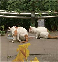 From Stray Cats to Community Cats