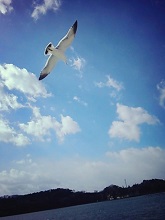 Reconstruction volunteer work at Nono-shima Island