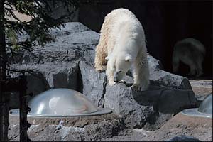 A clear capsule juts out of the ground in the bears' pen.