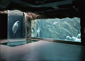 Seal swimming in a cylindrical part of its tank.